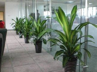 辦公室 植物風水|在辦公室擺放這五種風水植物，運勢大漲、工作更順利